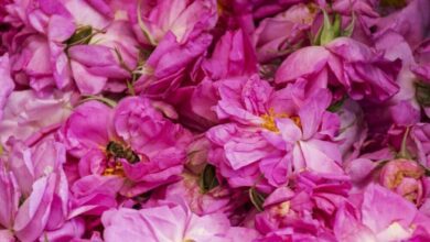 Aromatic Festival Of Damask Roses In Iran 4 Aromatic Festival Of Damask Rose