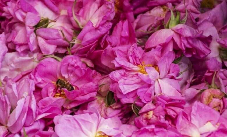 Aromatic Festival Of Damask Roses In Iran 1 Aromatic Festival Of Damask Rose