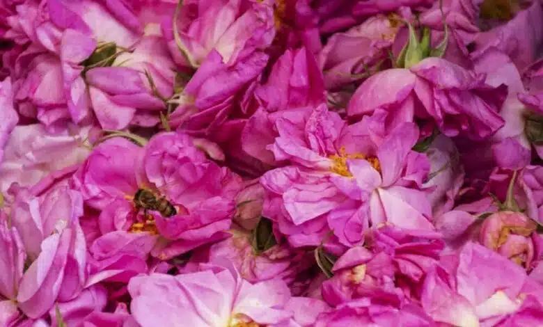 Aromatic Festival of Damask Roses in Iran