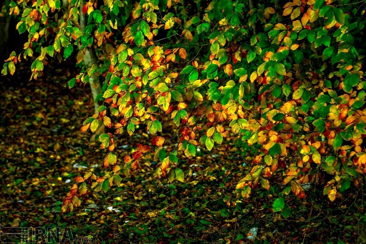 Asalem To Khalkhal: The Most Scenic Forest Road Of Iran Asalem To Khalkhal: The Most Scenic Forest Road Of Iran