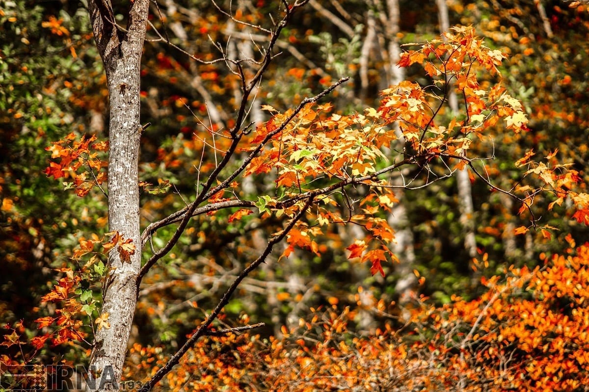 Asalem To Khalkhal: The Most Scenic Forest Road Of Iran Asalem To Khalkhal: The Most Scenic Forest Road Of Iran