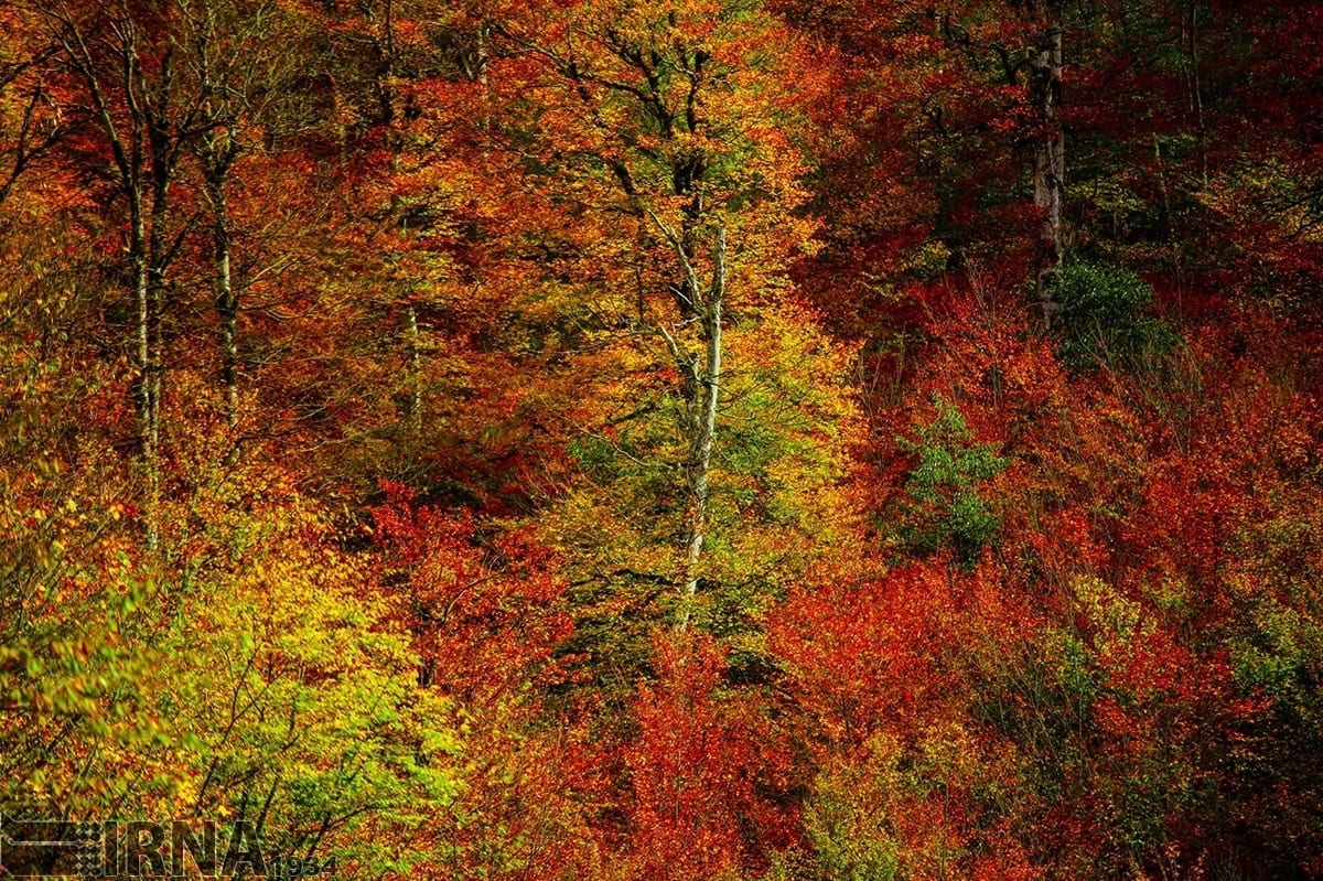 Asalem To Khalkhal: The Most Scenic Forest Road Of Iran Asalem To Khalkhal: The Most Scenic Forest Road Of Iran