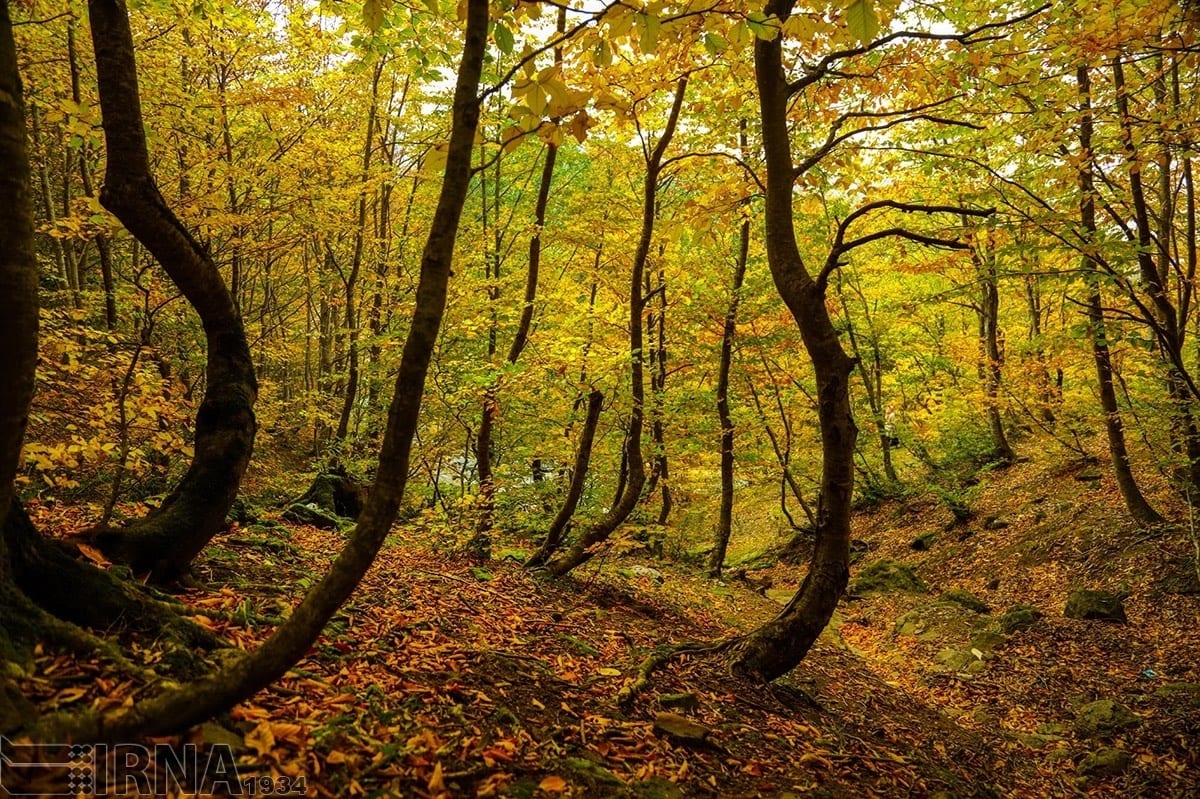 Asalem To Khalkhal: The Most Scenic Forest Road Of Iran Asalem To Khalkhal: The Most Scenic Forest Road Of Iran