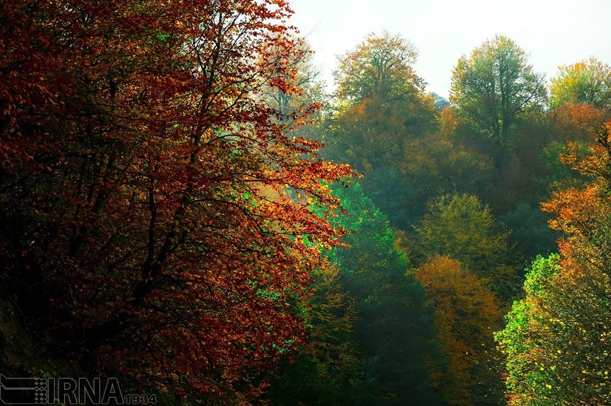 Asalem To Khalkhal: The Most Scenic Forest Road Of Iran Asalem To Khalkhal: The Most Scenic Forest Road Of Iran