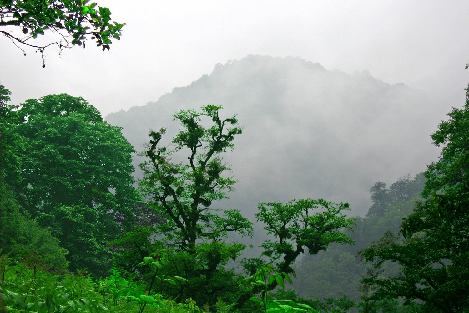 Broadleaf Deciduous Forest In Gīlān Province, Iran Broadleaf Deciduous Forest In Gīlān Province, Iran