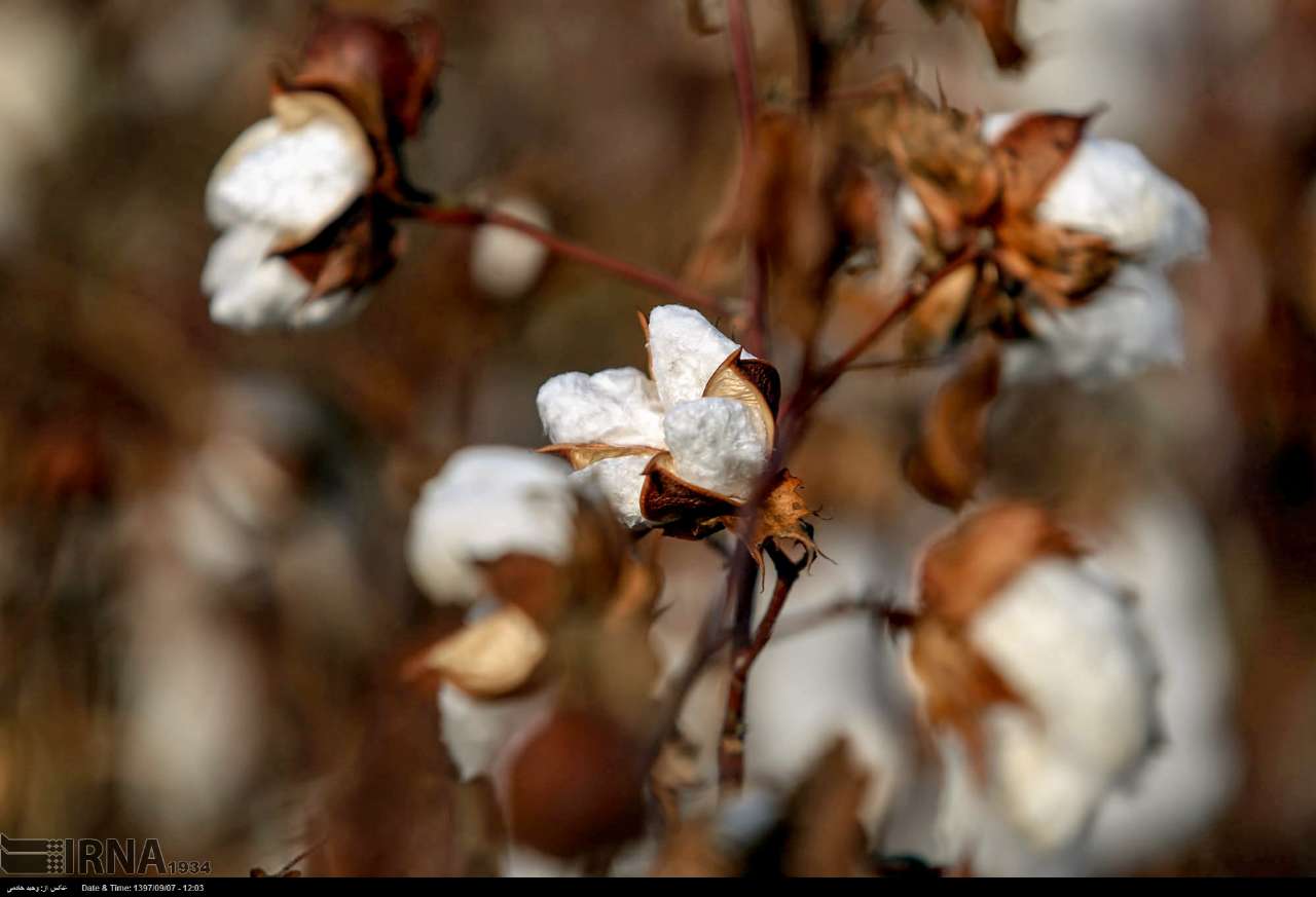 Cotton Harvesting In North Khorasan, Iran Cotton Harvesting In North Khorasan, Iran