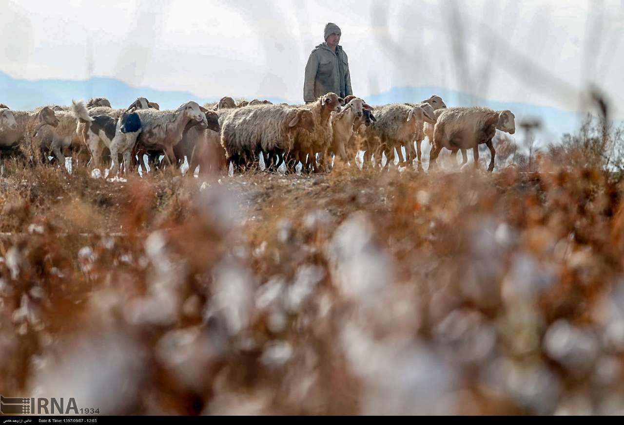 Cotton Harvesting In North Khorasan, Iran Cotton Harvesting In North Khorasan, Iran