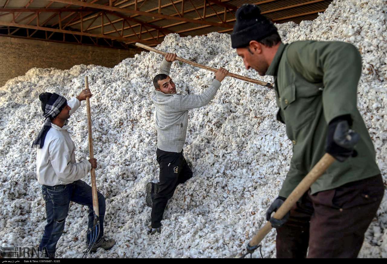 Cotton Harvesting In North Khorasan, Iran Cotton Harvesting In North Khorasan, Iran