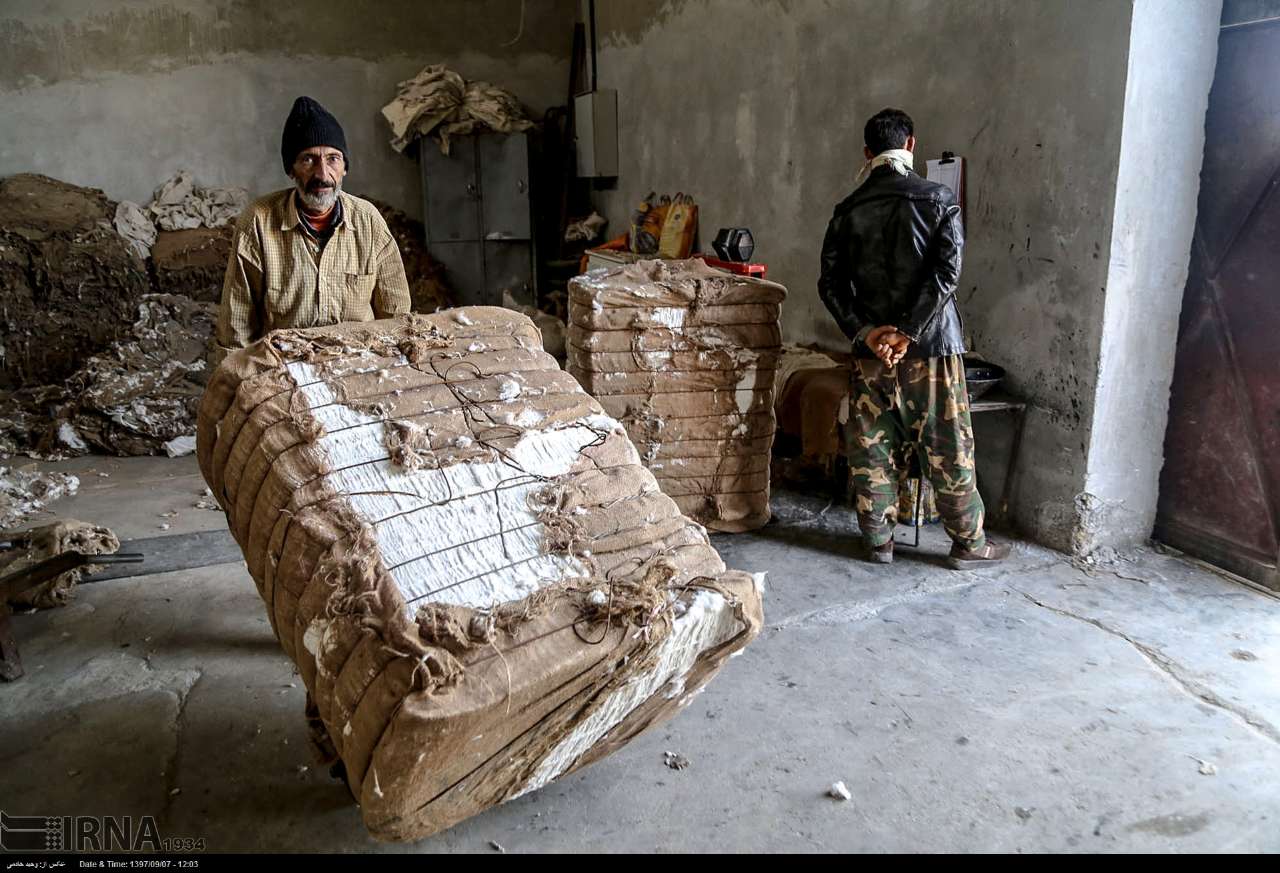 Cotton Harvesting In North Khorasan, Iran Cotton Harvesting In North Khorasan, Iran