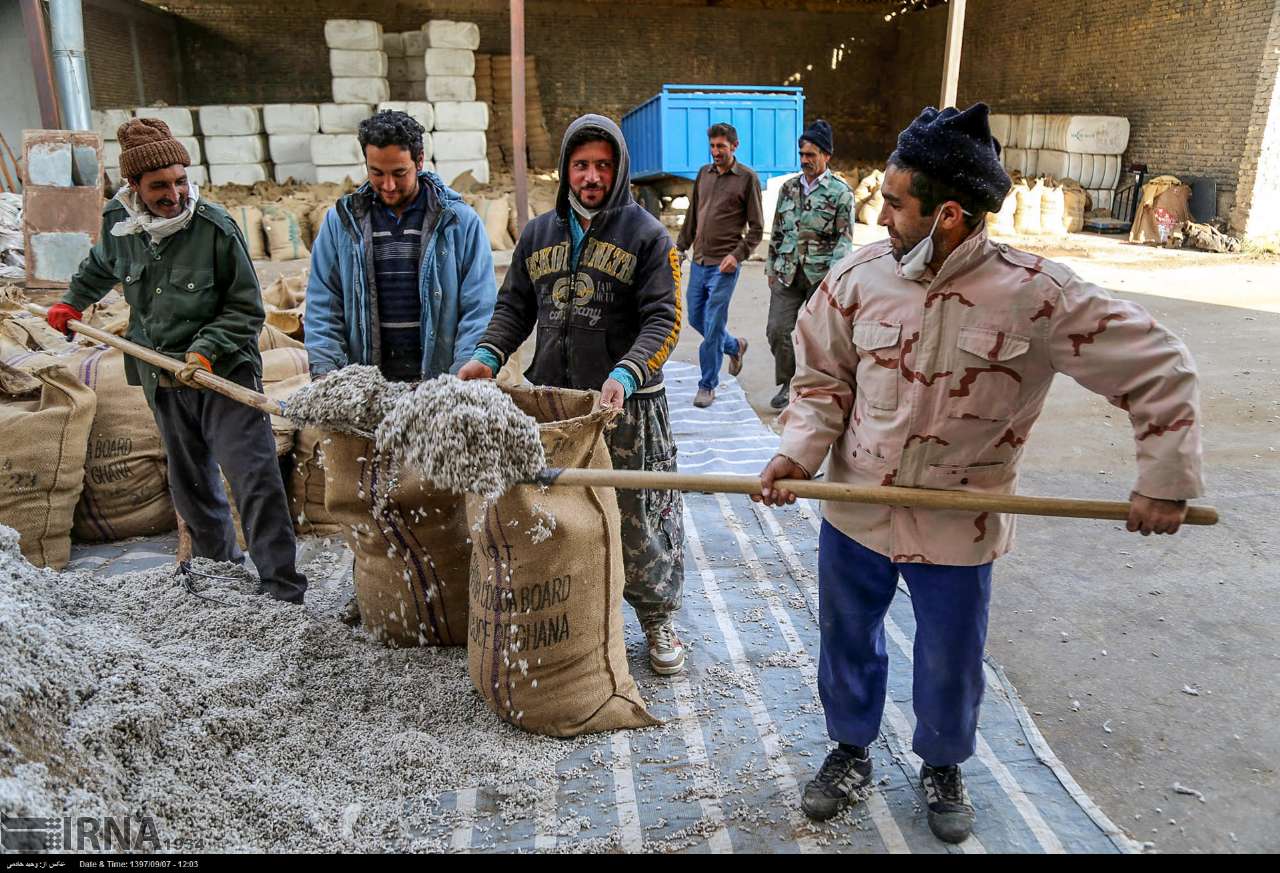 Cotton Harvesting In North Khorasan, Iran Cotton Harvesting In North Khorasan, Iran