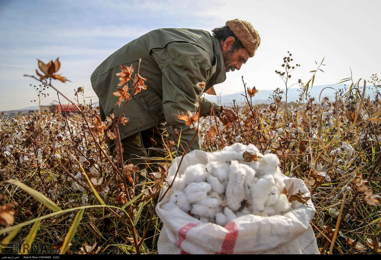 Cotton Harvesting In North Khorasan, Iran Cotton Harvesting In North Khorasan, Iran