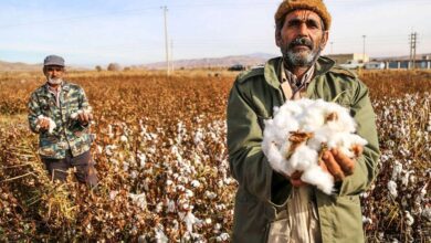 In Pictures: Cotton Harvesting In North Khorasan, Iran 5 Cotton Harvesting In North Khorasan, Iran