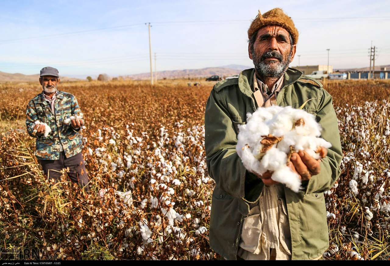 Cotton Harvesting In North Khorasan, Iran Cotton Harvesting In North Khorasan, Iran