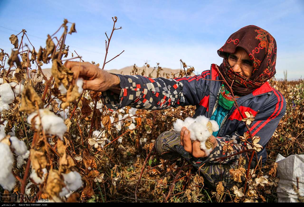 Cotton Harvesting In North Khorasan, Iran Cotton Harvesting In North Khorasan, Iran