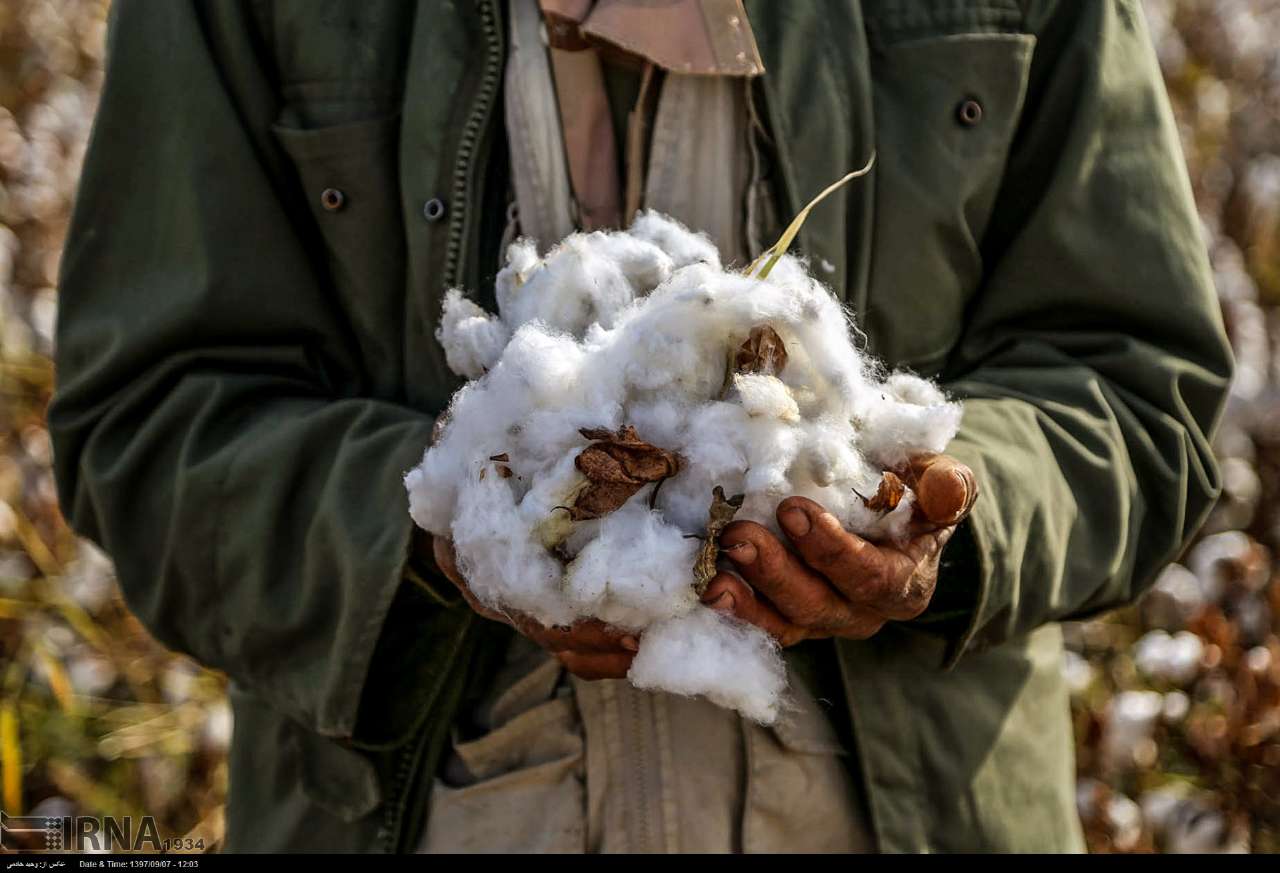 Cotton Harvesting In North Khorasan, Iran Cotton Harvesting In North Khorasan, Iran