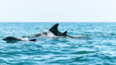 Hengam Island: A Home To Wild Dolphins 6 Discovering Hengam Island: A Home To Wild Dolphins