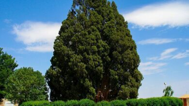 Sarv-E Abarkuh: The Timeless Iranian Cypress Of 4500 Years 5 Feature Sarv Eabarkuh Surfiran