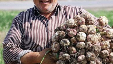 Zanjan'S Garlic Glory: Tarom'S Harvest Season Explored 2 Garlic Harvest In Tarom