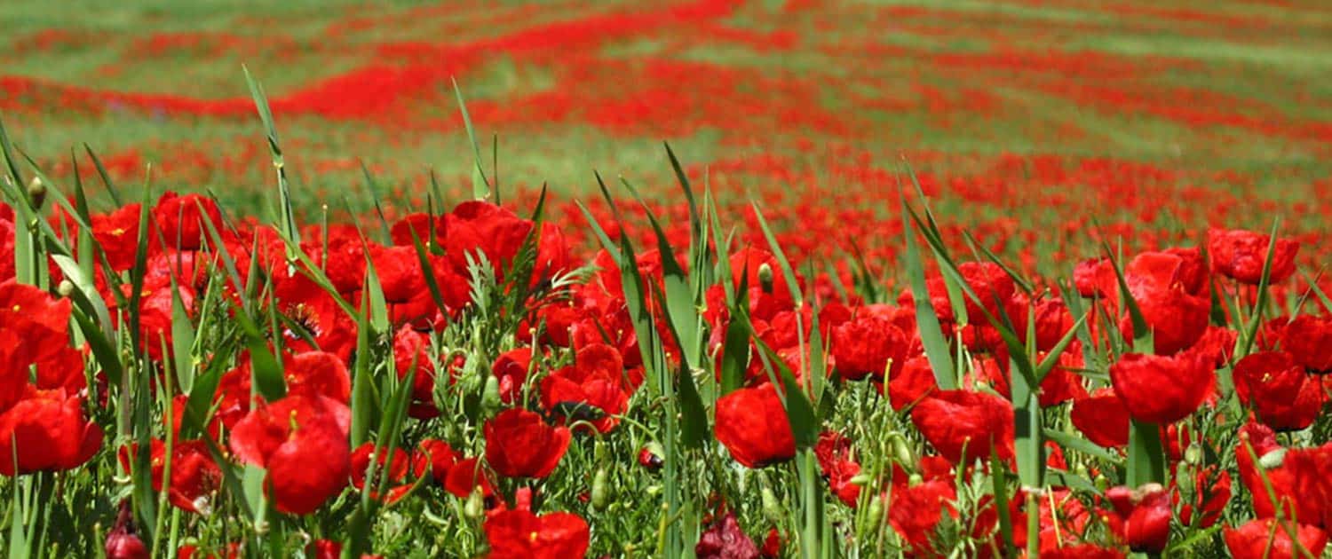 Golestan Golestan
