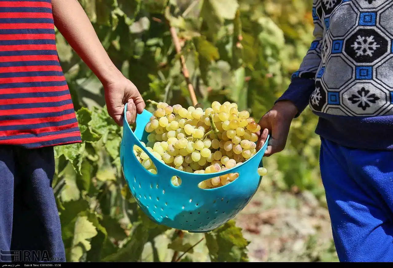 Grape Harvest in North Khorasan