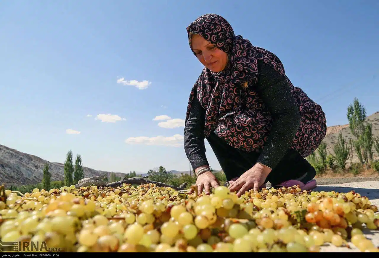 Grape Harvest in North Khorasan