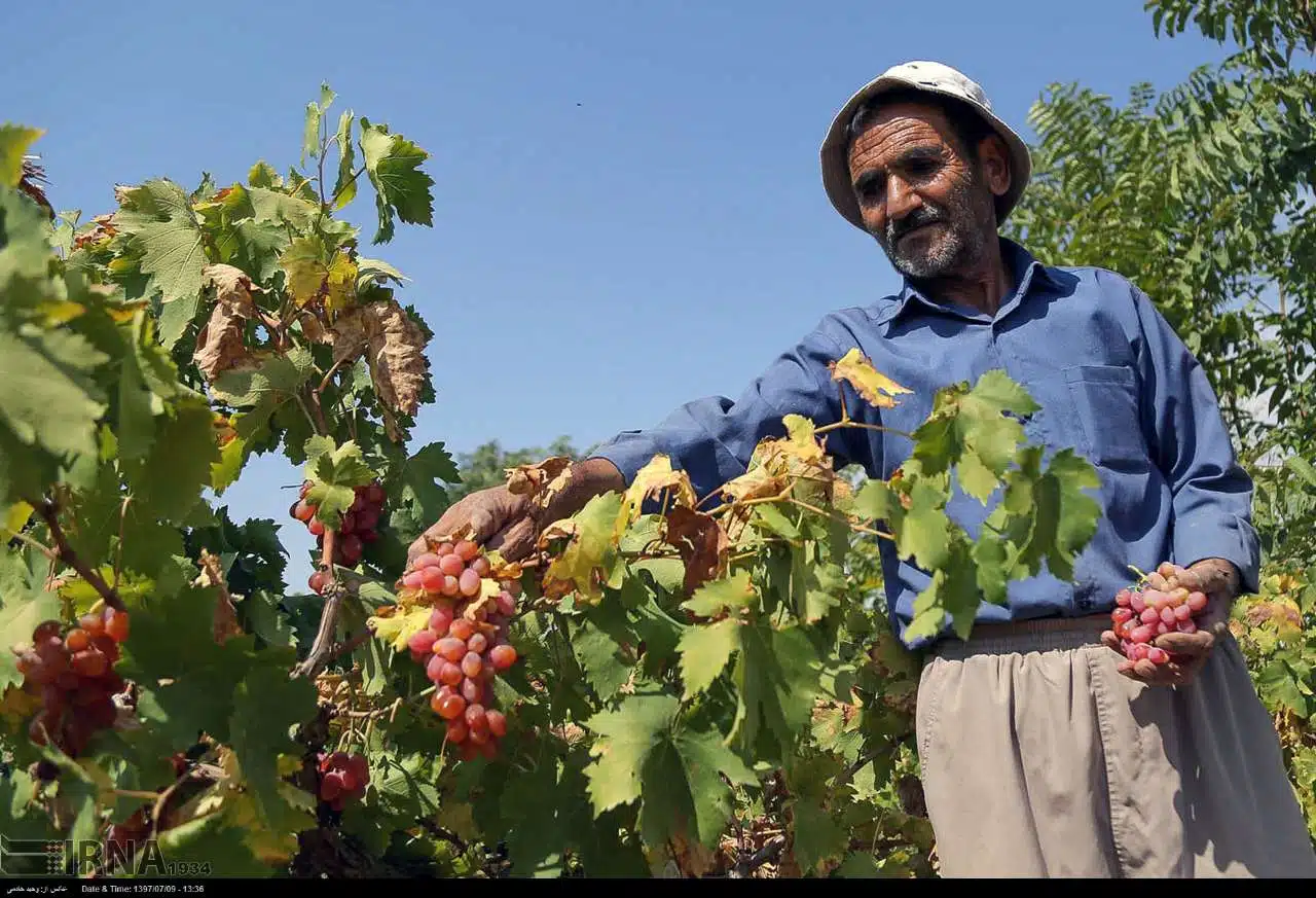 Agriculture of North Khorasan
