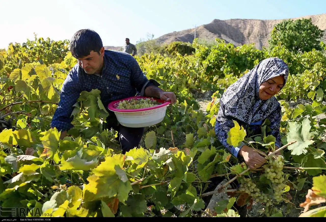 Grape Harvest in North Khorasan