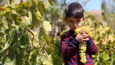 Grape Harvest In North Khorasan