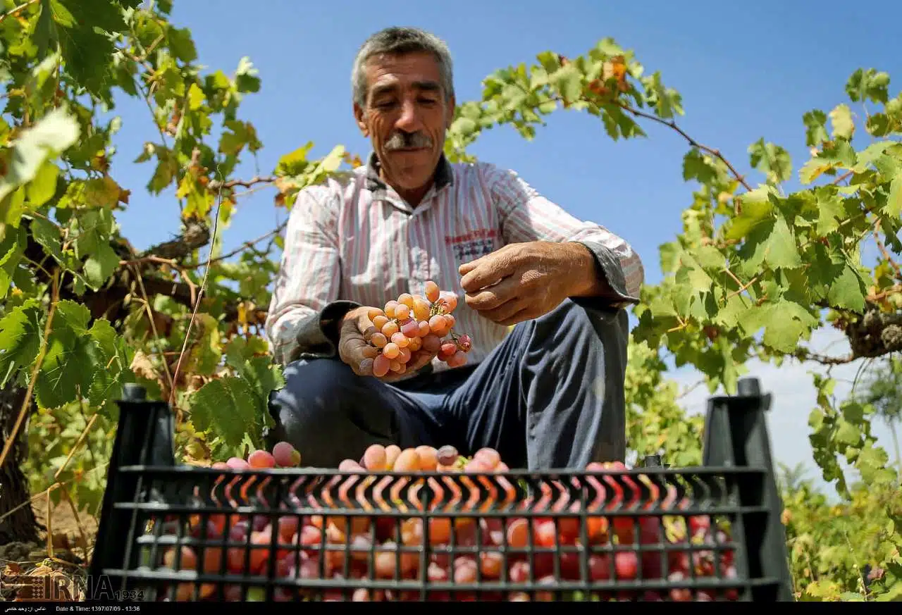 Grape Harvest in North Khorasan