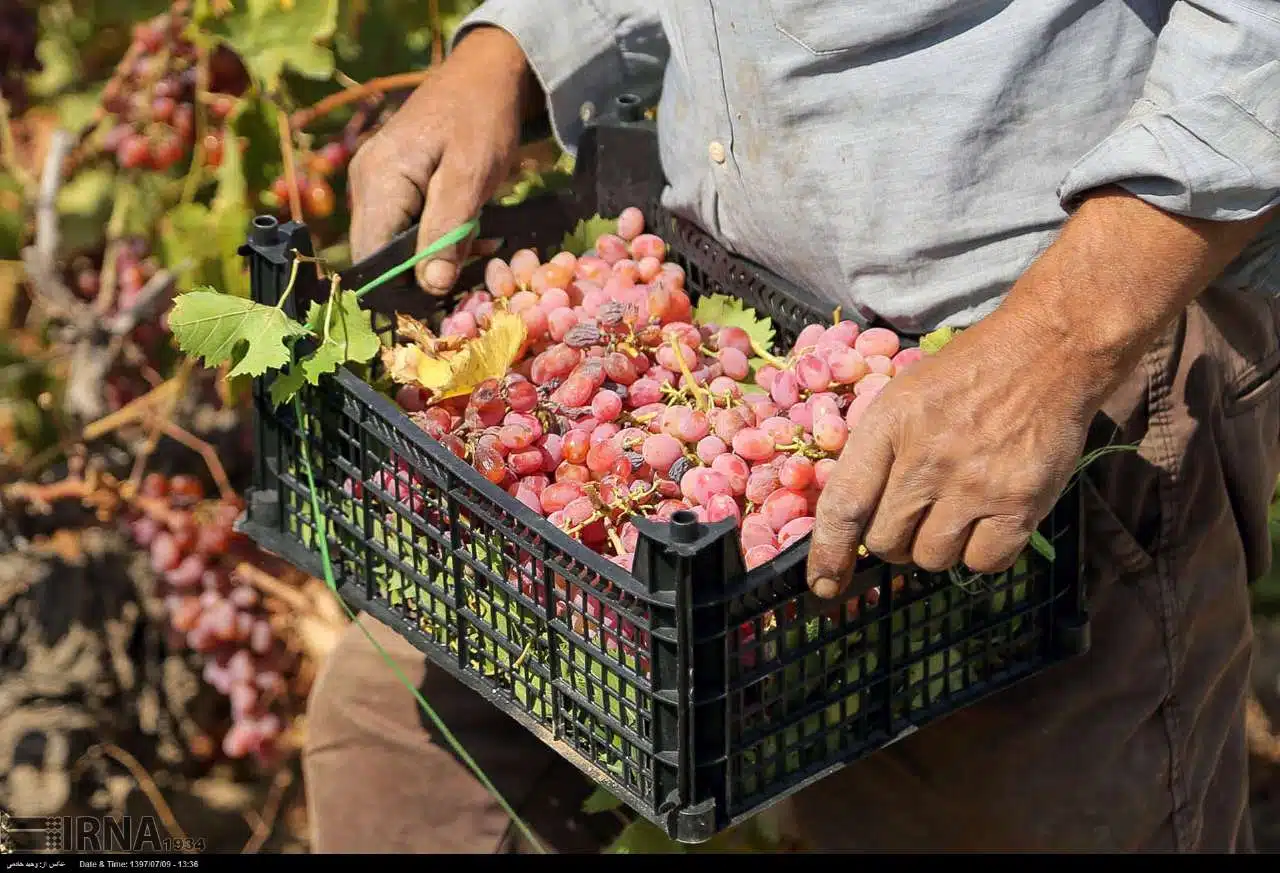 Grape Harvest in North Khorasan