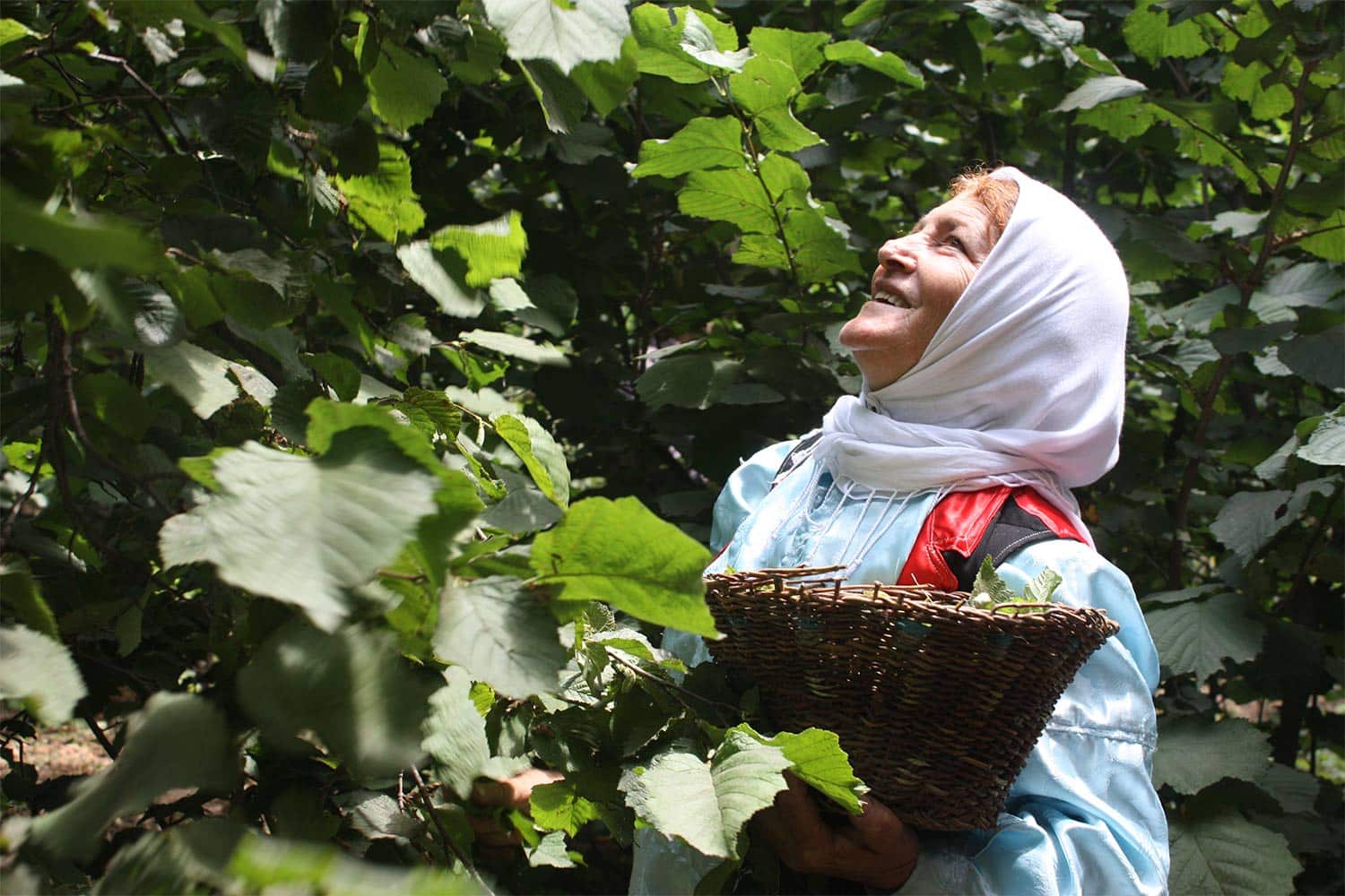 Hazelnut Festival In Qazvin - Taste The History In A Nutshell – SURFIRAN