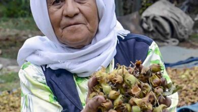 Hazelnut Harvest In Rudbar