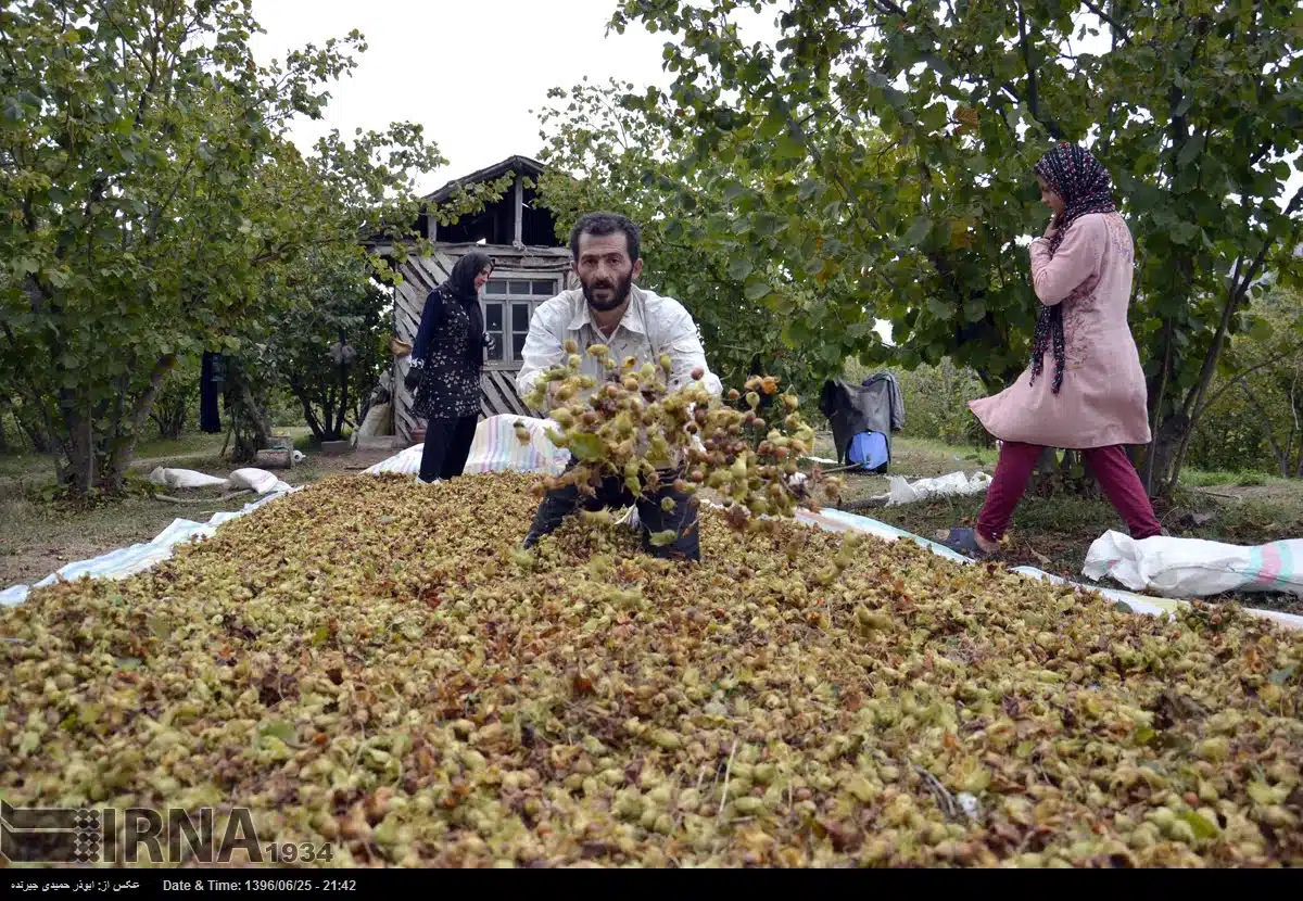 Harvest in Rudbar