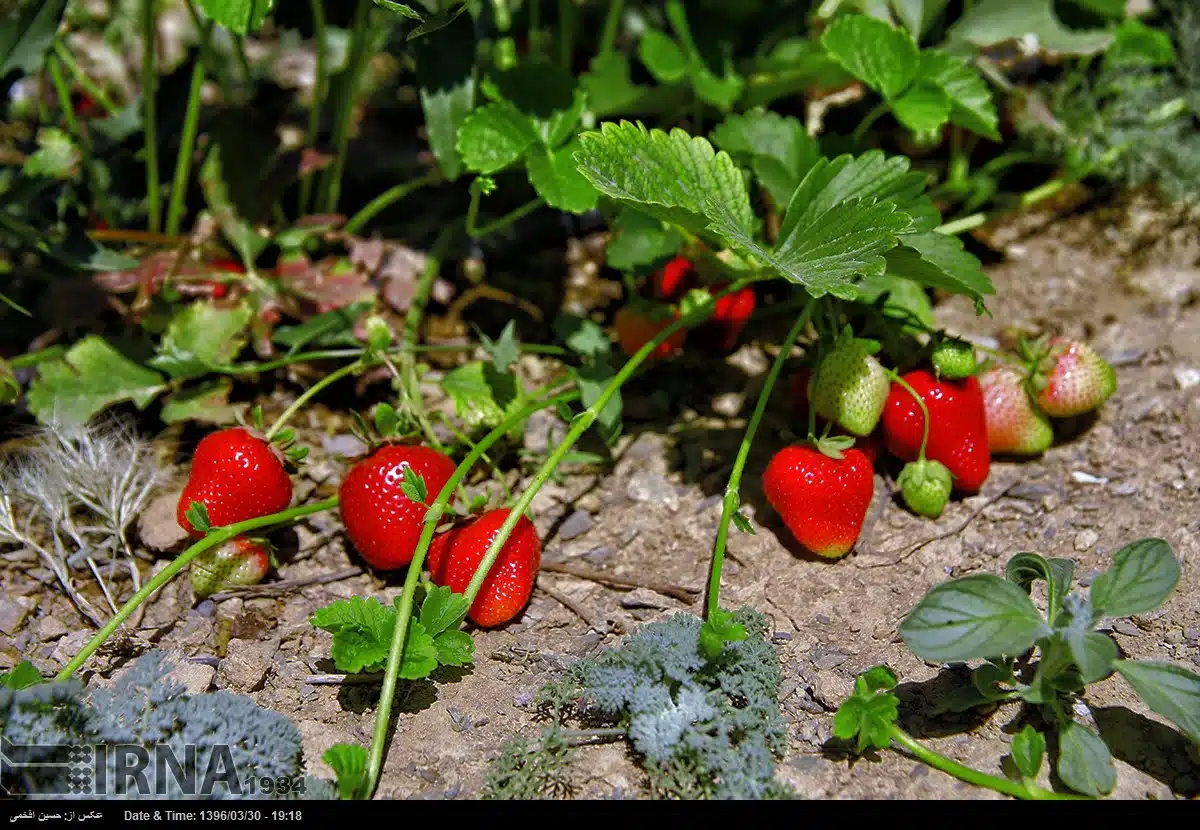 Strawberries in Hoyeh village