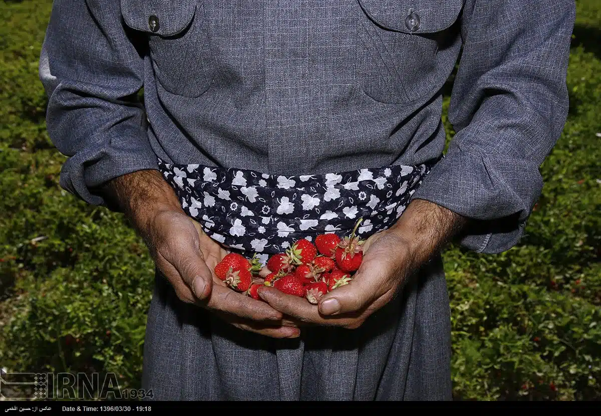 Harvesting Strawberries in Hoyeh village
