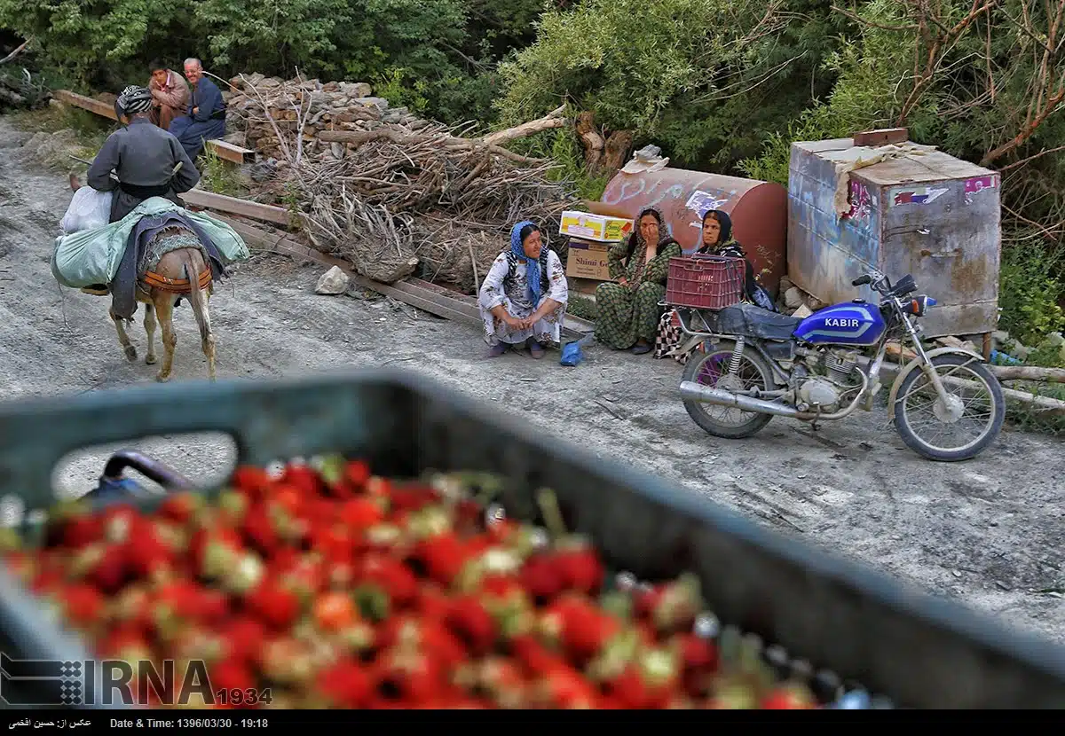 Harvesting Strawberries in Hoyeh village