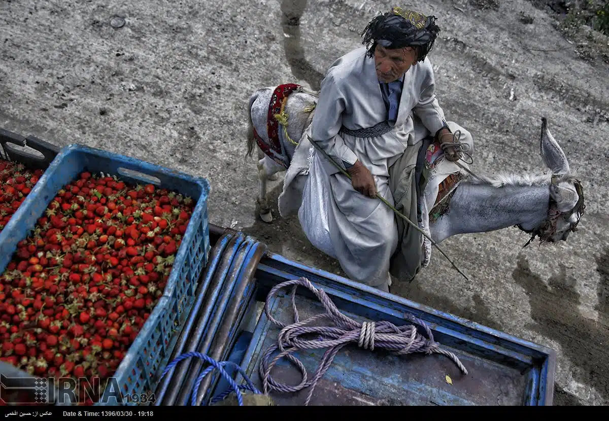 Harvesting Strawberries in Hoyeh village