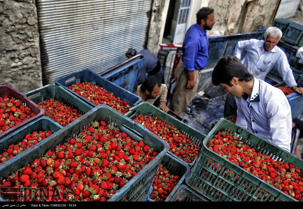 Harvesting Strawberries in Hoyeh village