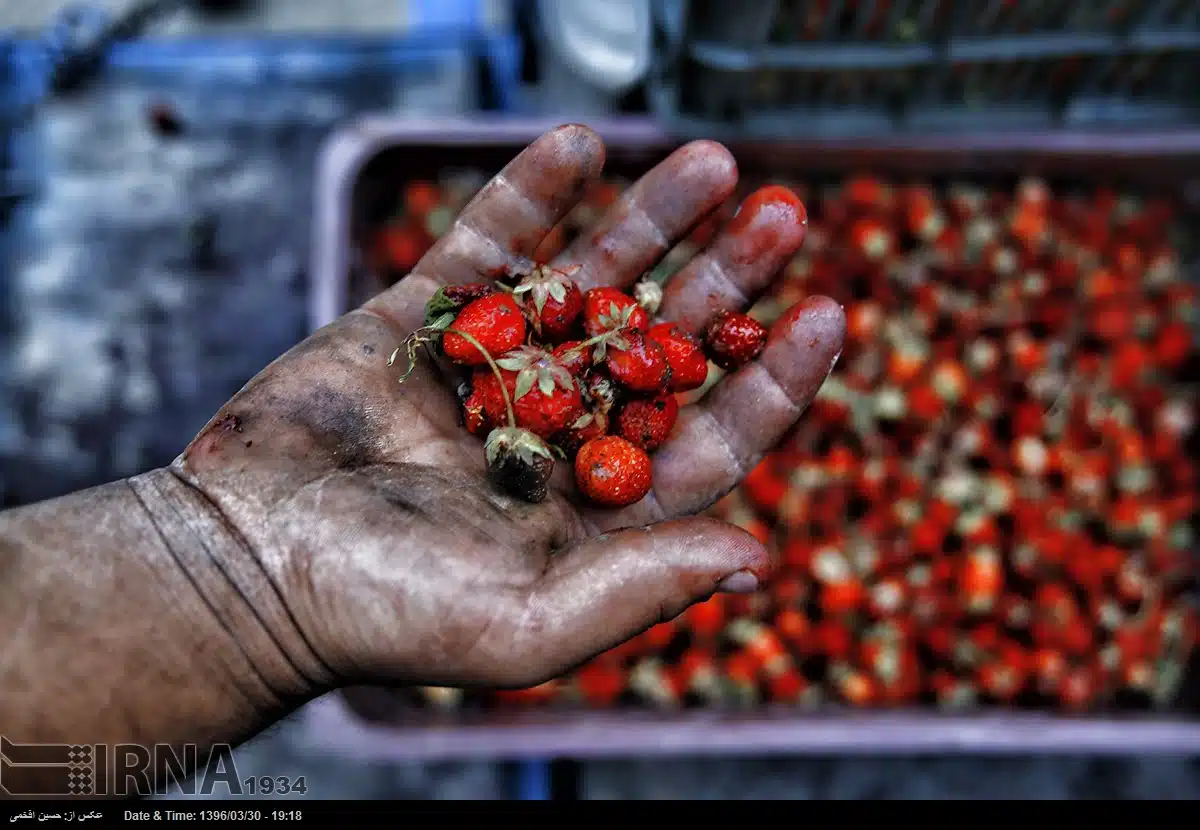 Harvesting Strawberries in Hoyeh village