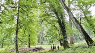 Iran’s Hyrcanian Forests Inscribed On Unesco’s World Heritage List 8 Hyrcanian Mixed Forests
