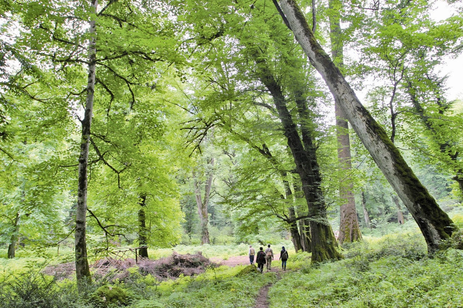 Hyrcanian Mixed Forests Hyrcanian Mixed Forests