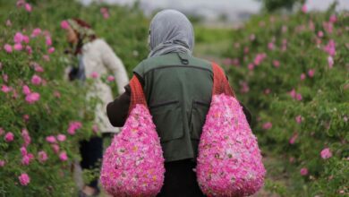 Iran Rose Harvest &Amp; Rosewater Festival 9 Iran Rose Harvest &Amp; Rosewater Festival