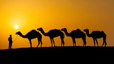 Iran Silk Road Tour Travelling Through The Desert Of Iran With A Camel