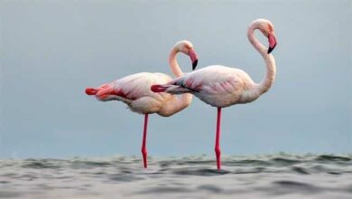 Miankaleh Peninsula ‒ A Heaven For Bird Watchers 1 Miankaleh Peninsula ‒ A Heaven For Bird Watchers