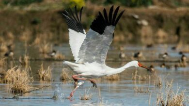 Omid: In-Love Siberian Crane 3 Omid Surfiran