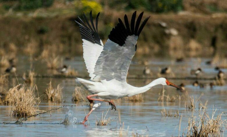 Omid: In-Love Siberian Crane 1 Omid Surfiran