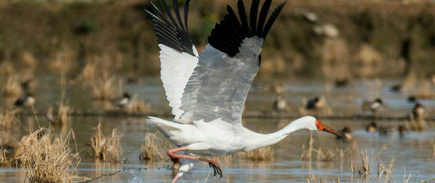 Omid Surfiran Omid Surfiran