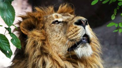 Return To Motherland: Iranian Lion Returns To Iran After 80 Years 2 Persian Lion Returns To Iran After Years