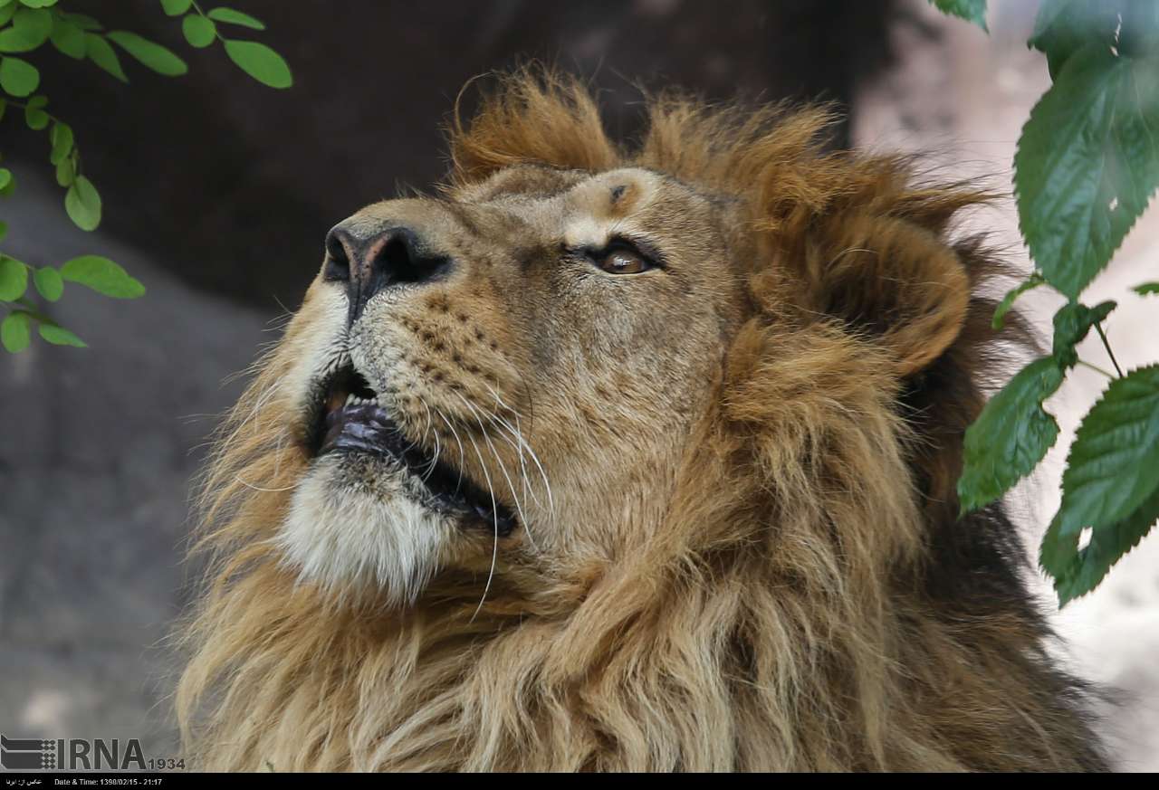 Persian Lion Returns To Iran After Years Persian Lion Returns To Iran After Years