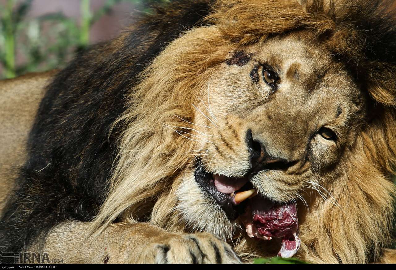 Persian Lion Returns To Iran After Years Persian Lion Returns To Iran After Years